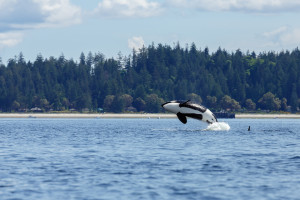 vancouver_island_orca