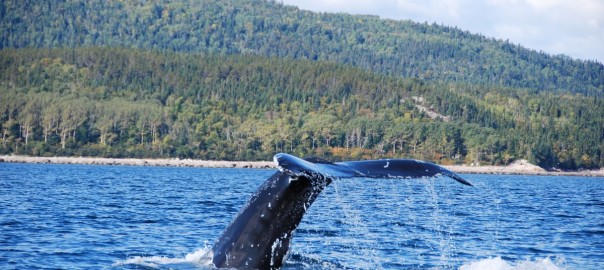 Canada - Parco marino